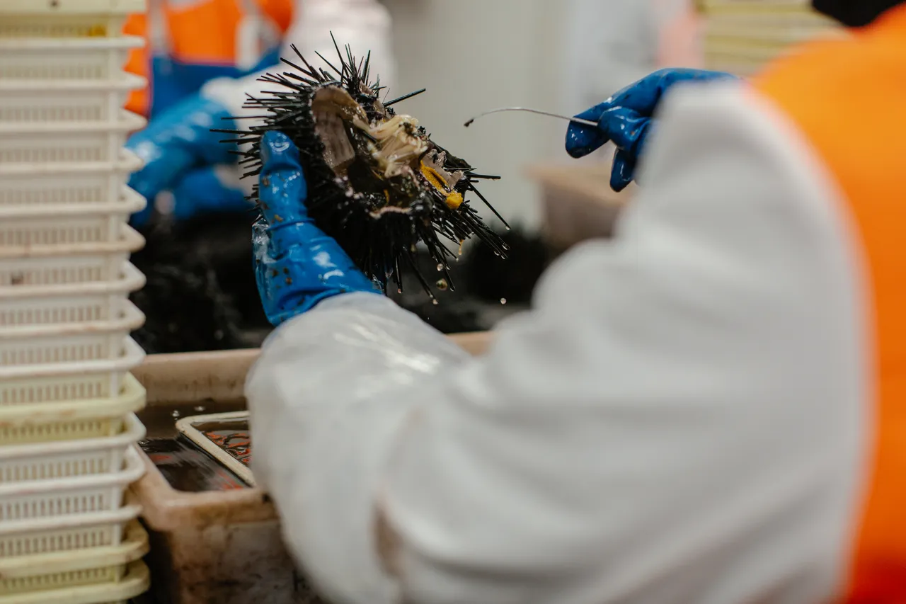Sea Urchin Processing