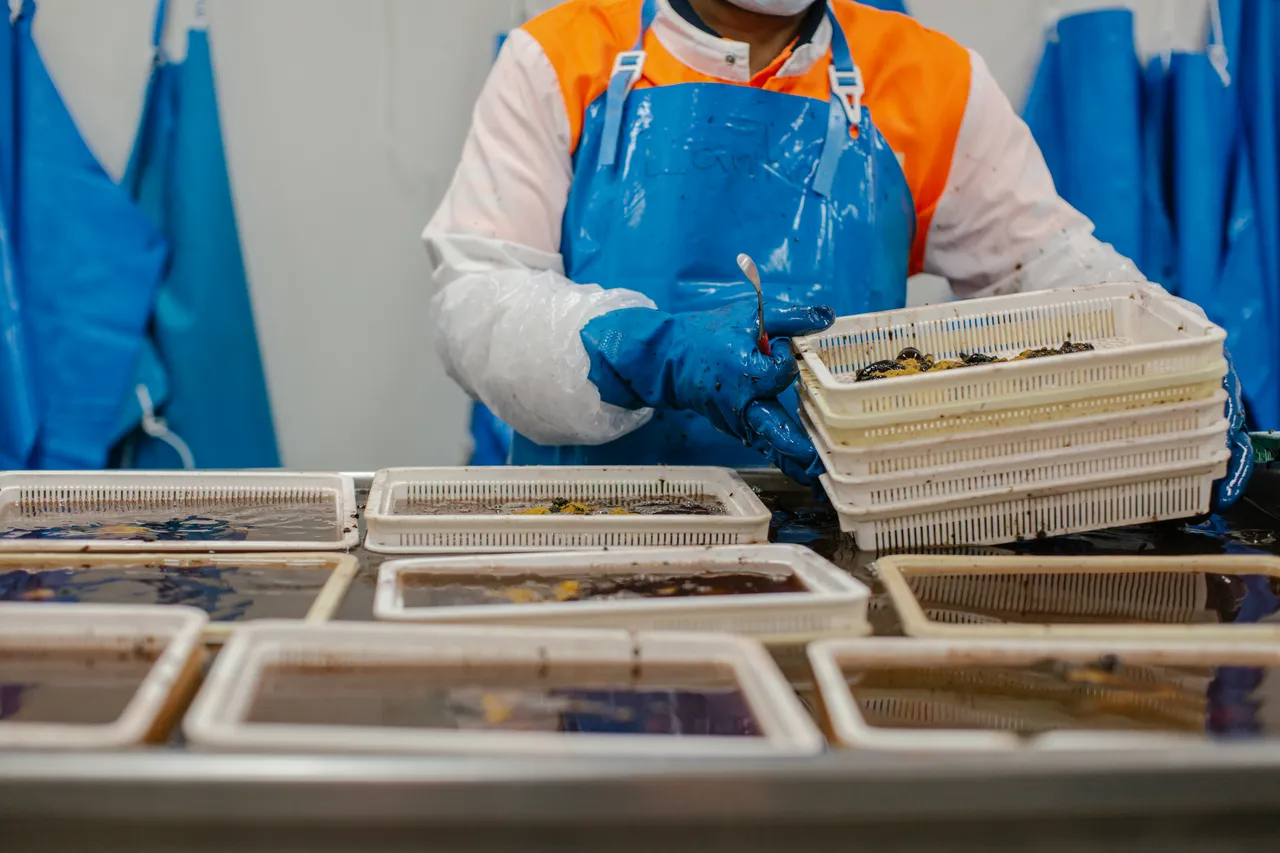 Sea Urchin Processing