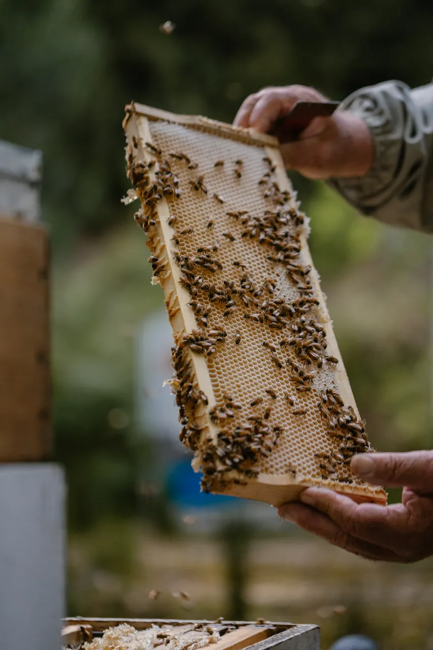 Beekeeping