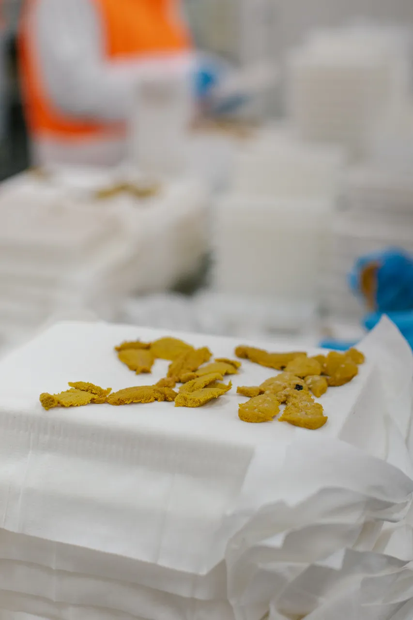 Sea Urchin Processing