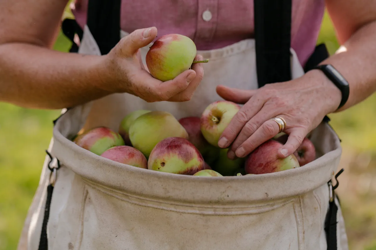 Cider Apple Picking
