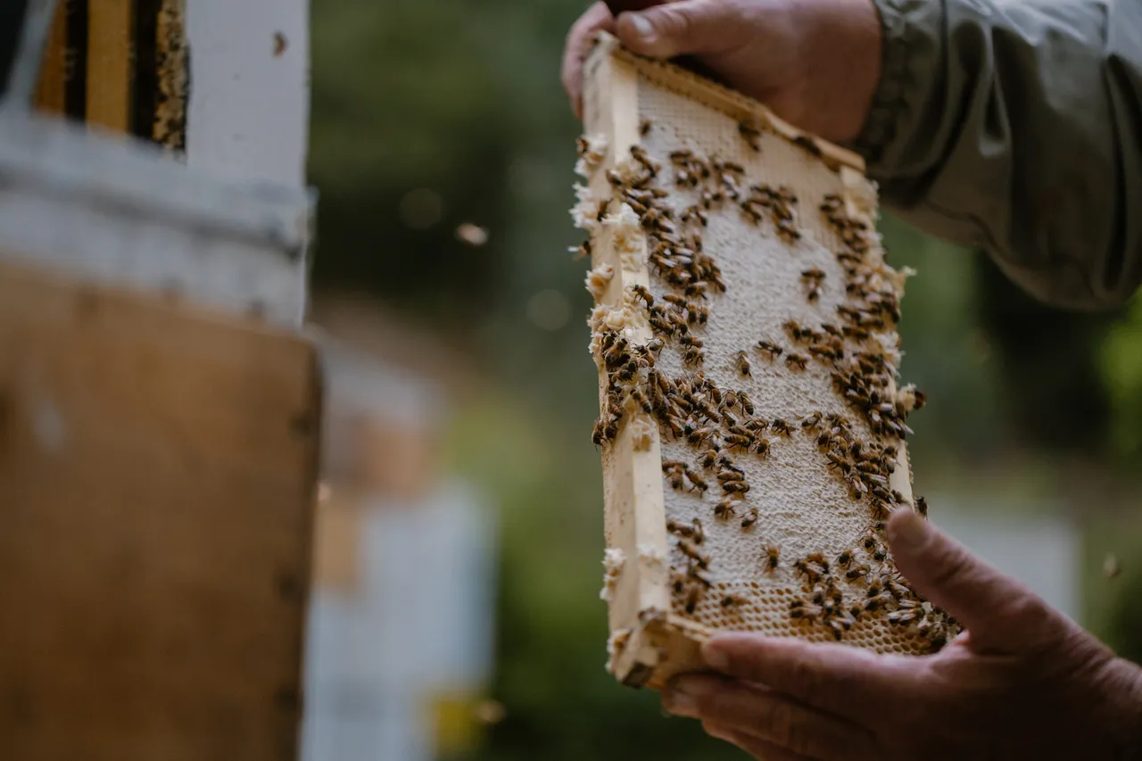 Beekeeping
