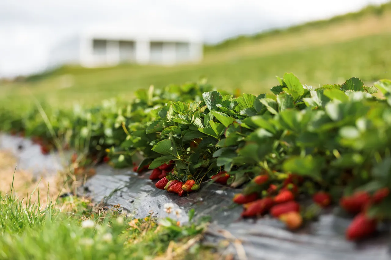 Coal River Strawberries