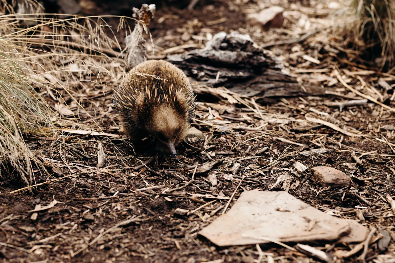 Echidna