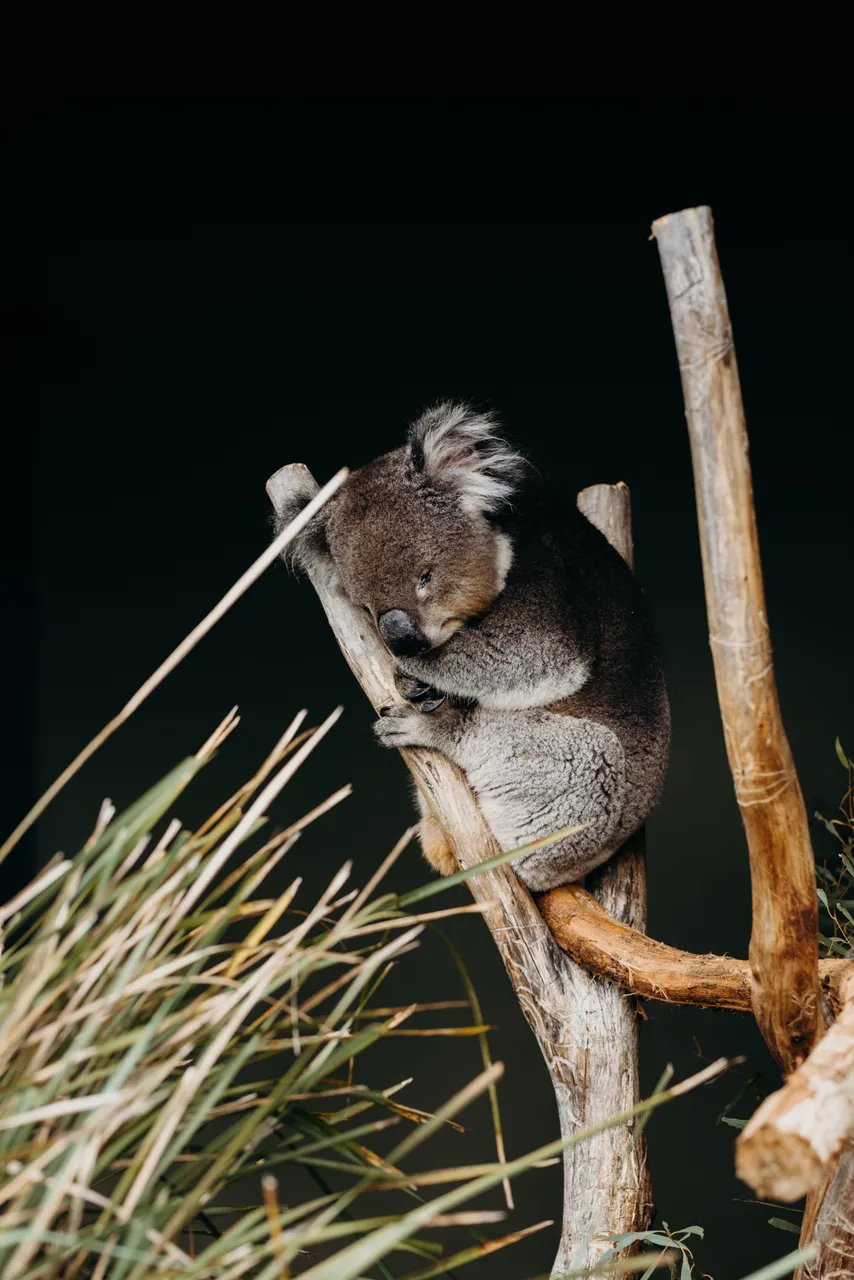 Koala