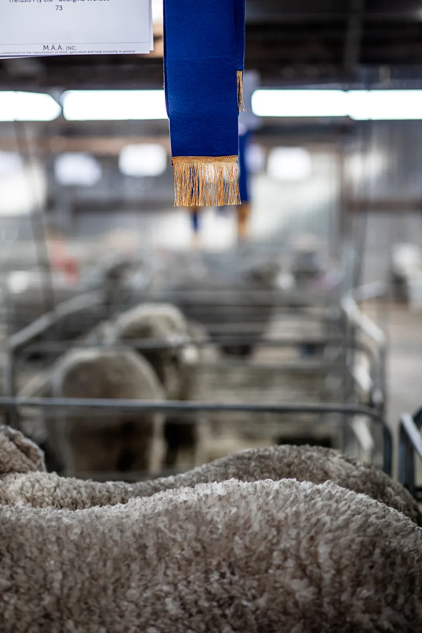 Campbell Town Show