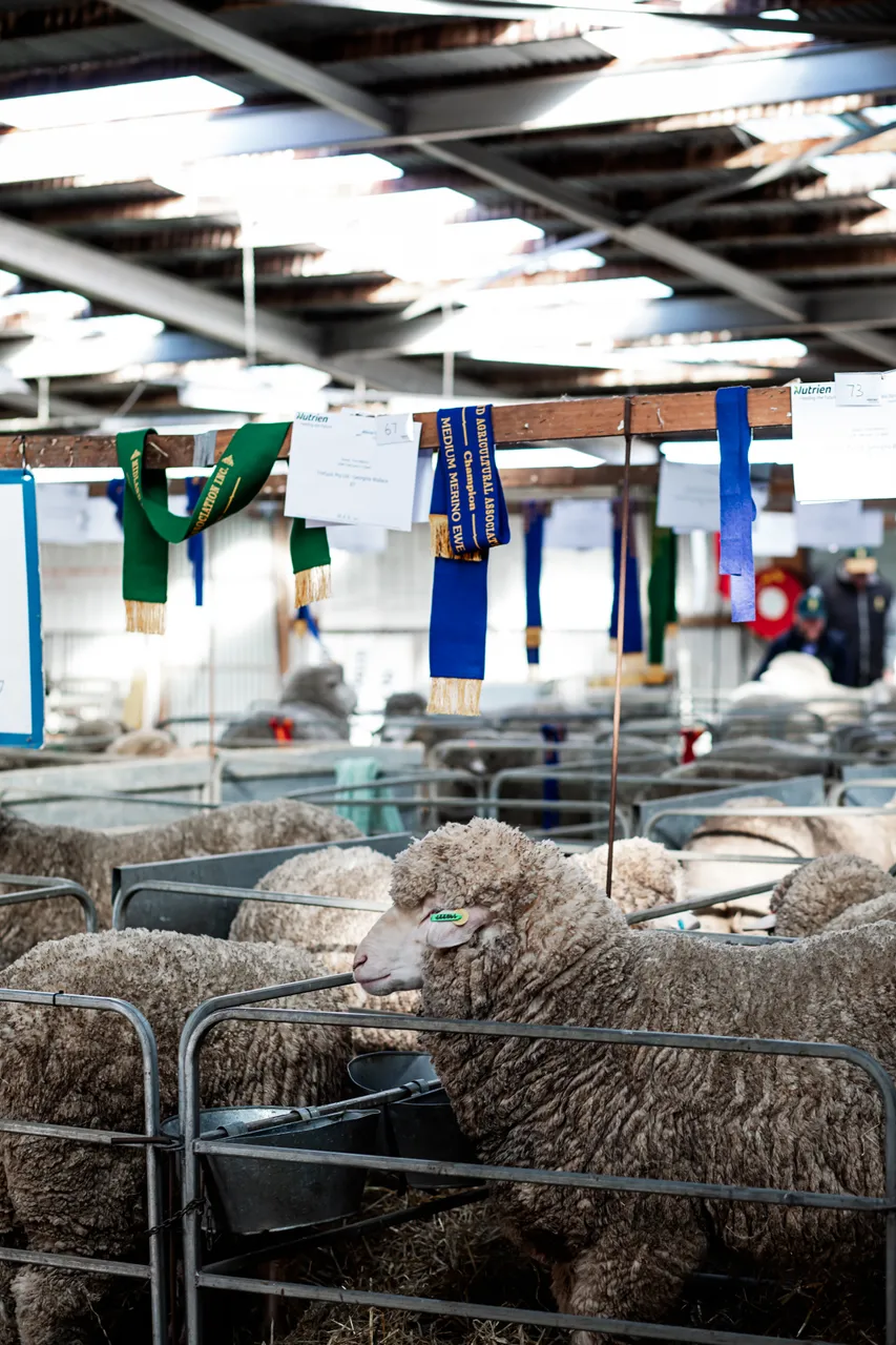 Campbell Town Show