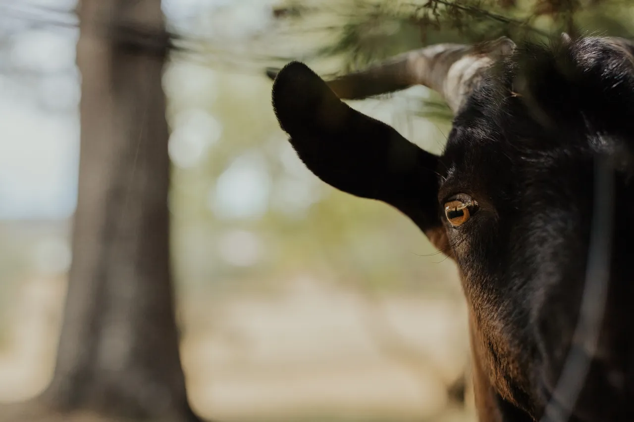 Tarraleah Goats