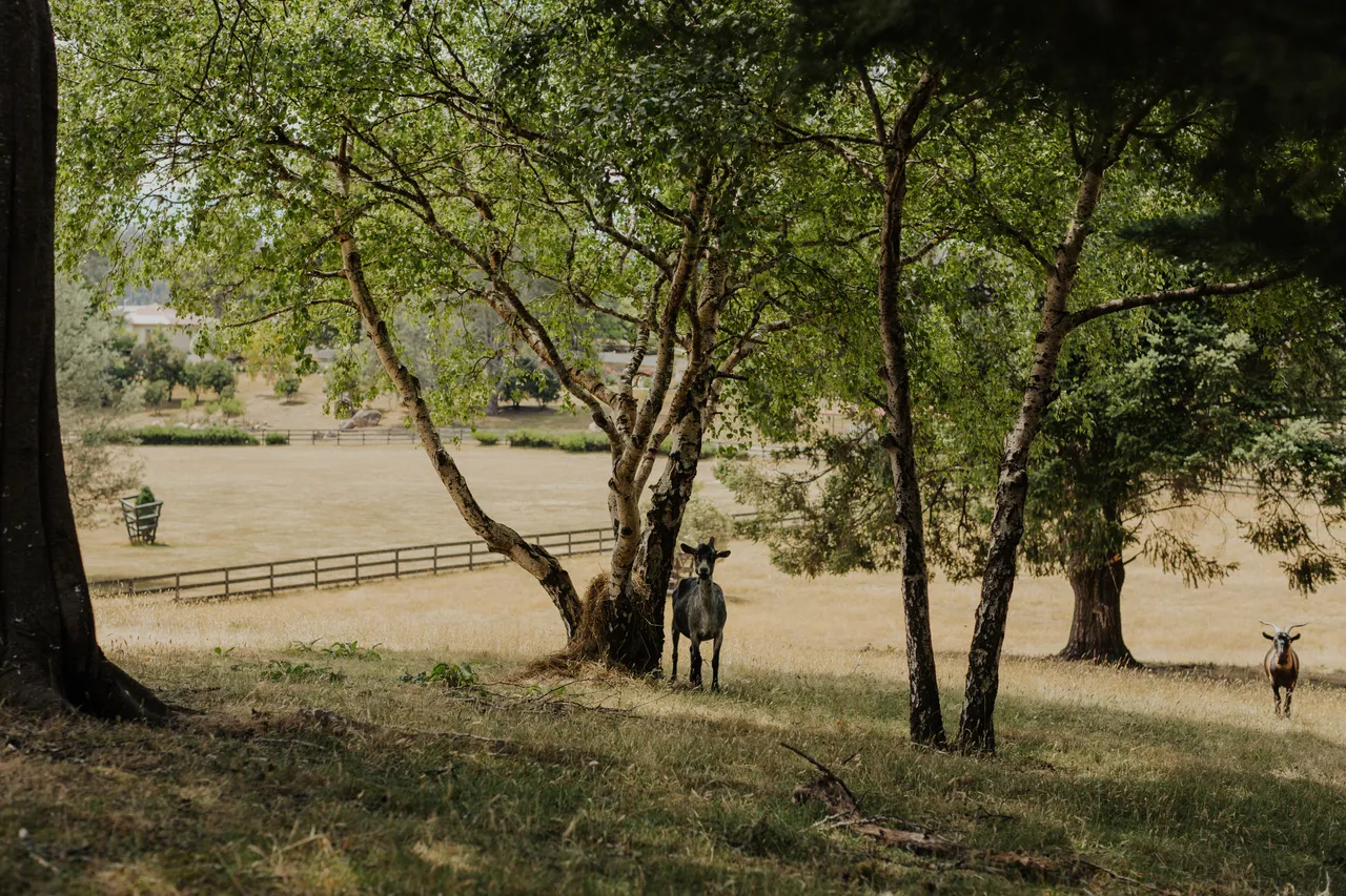 Tarraleah Goats