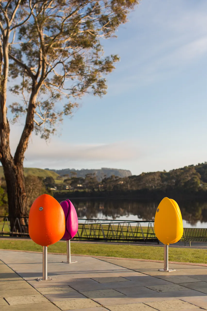 Wynyard Tulips
