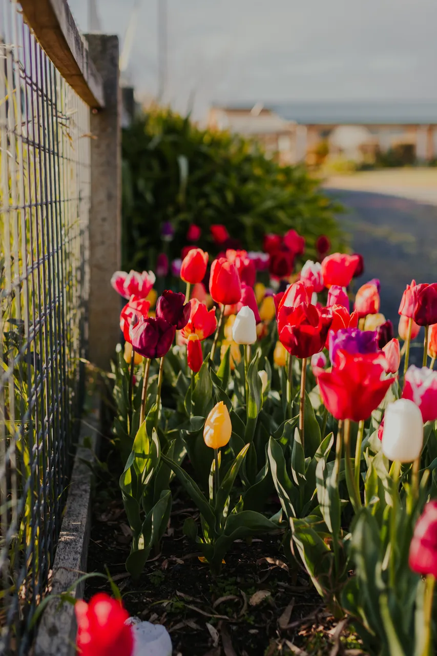 Wynyard Tulips