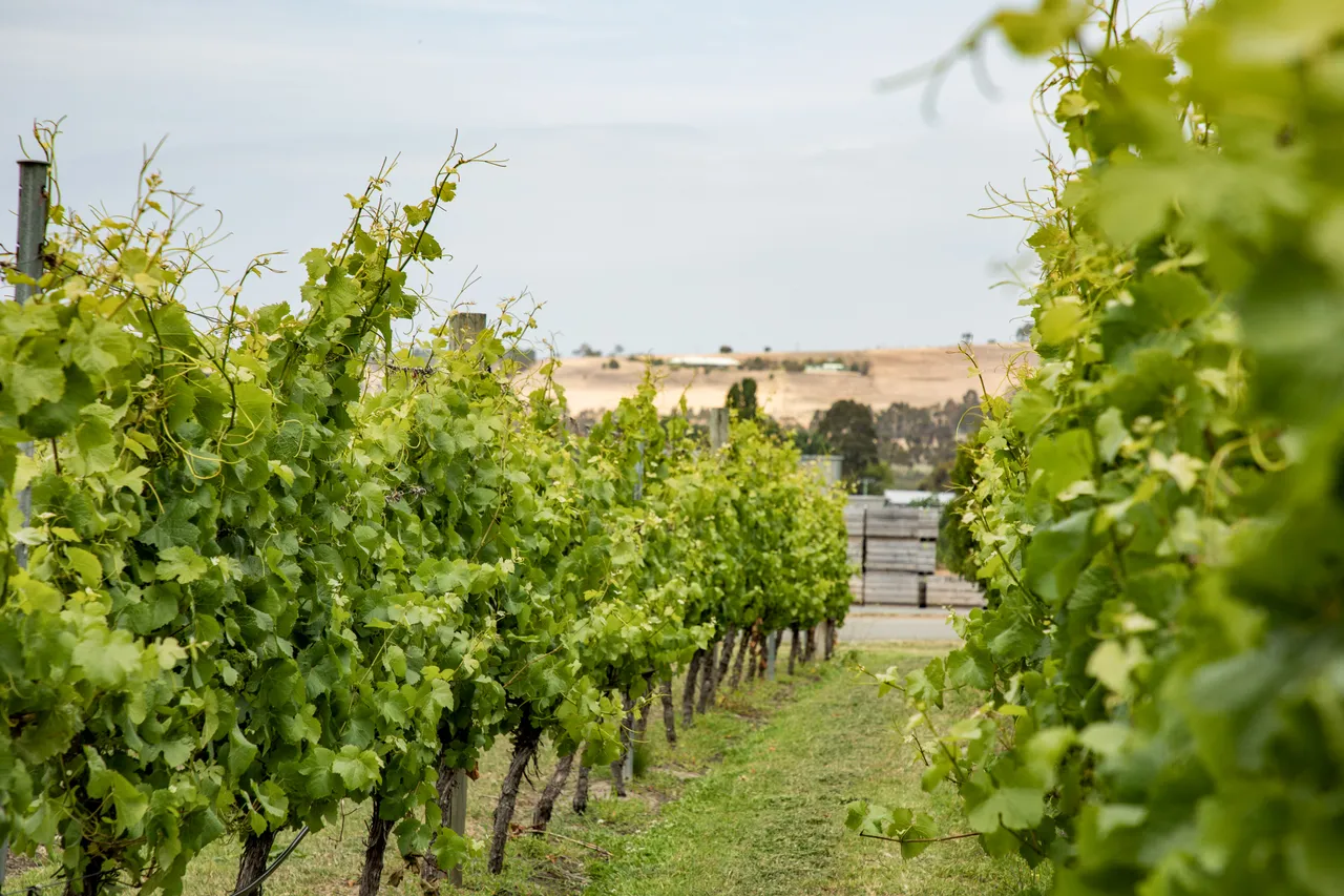 Frogmore Creek Winery