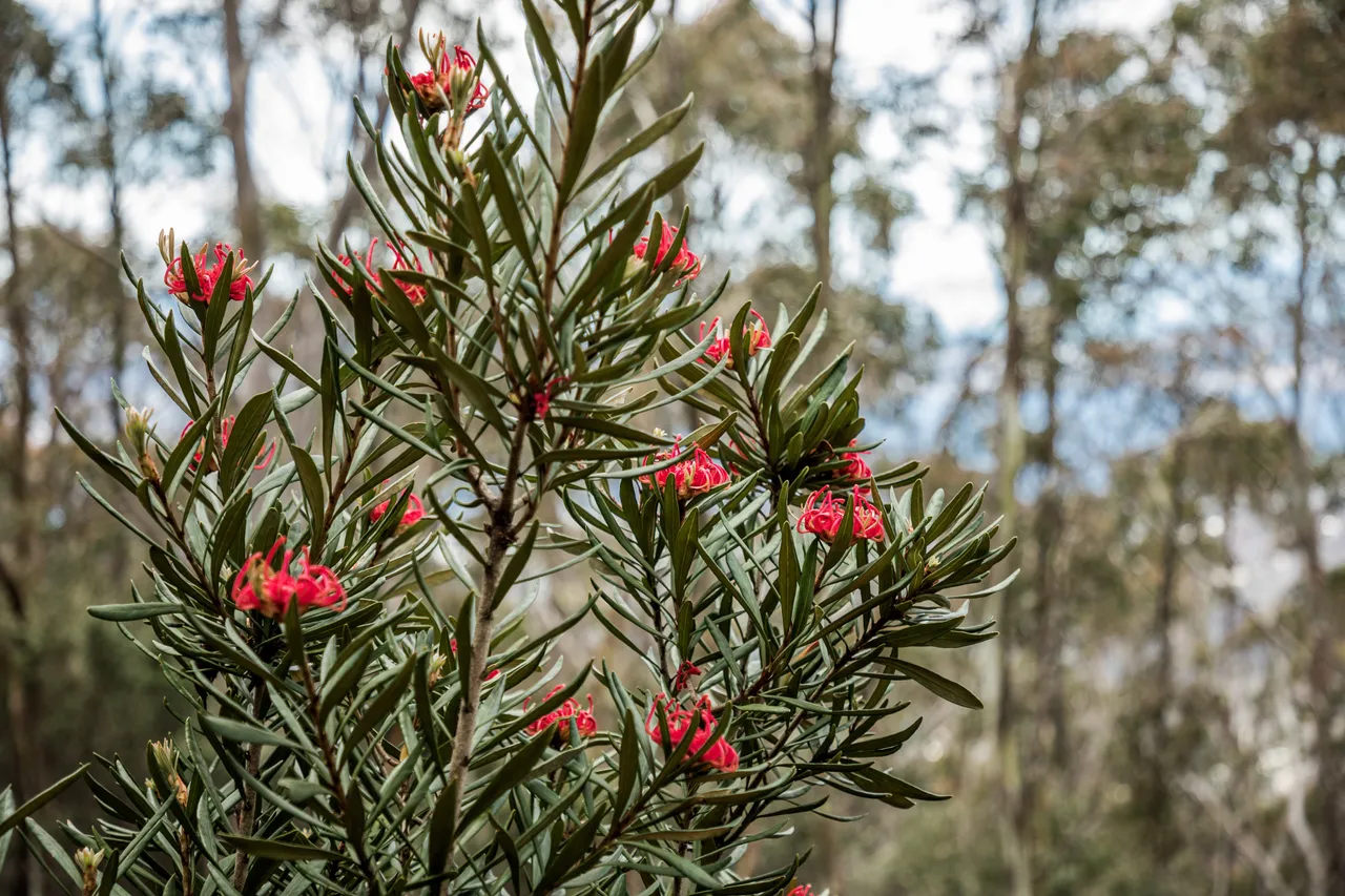 kunanyi Waratah