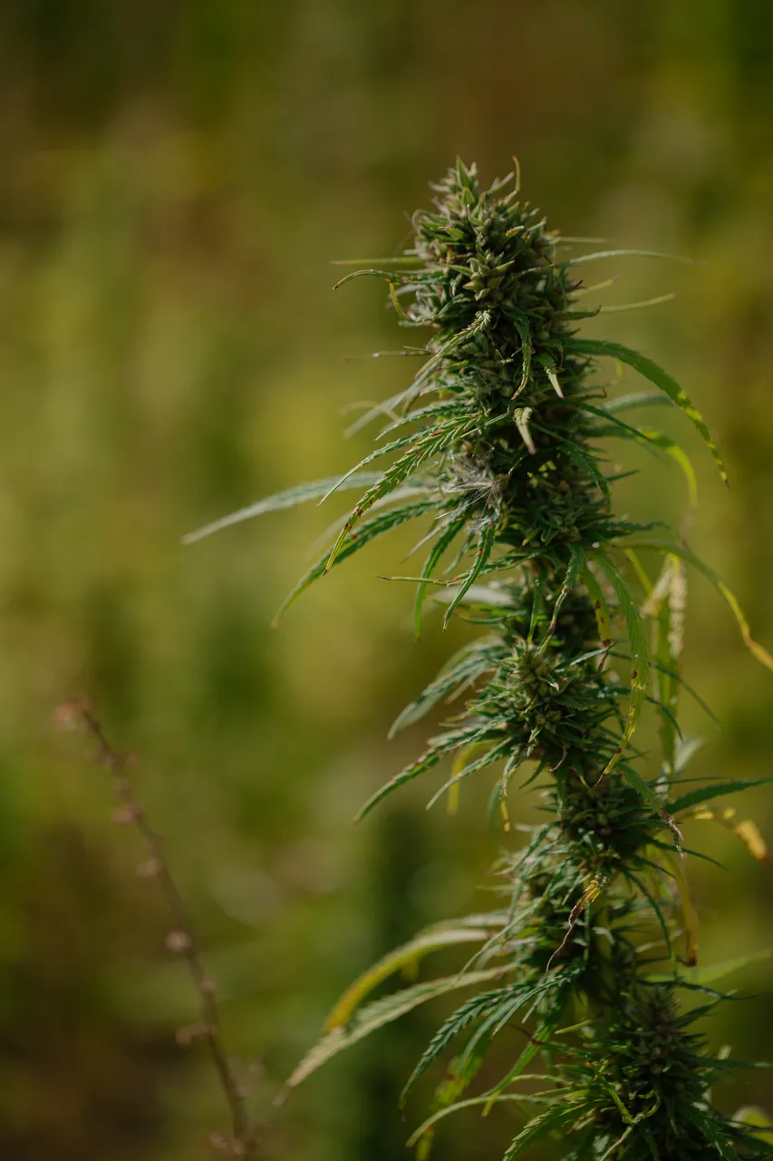 Hemp Field