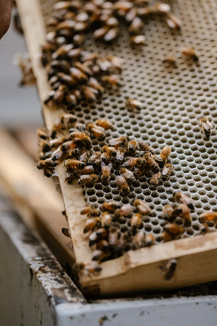 Beekeeping