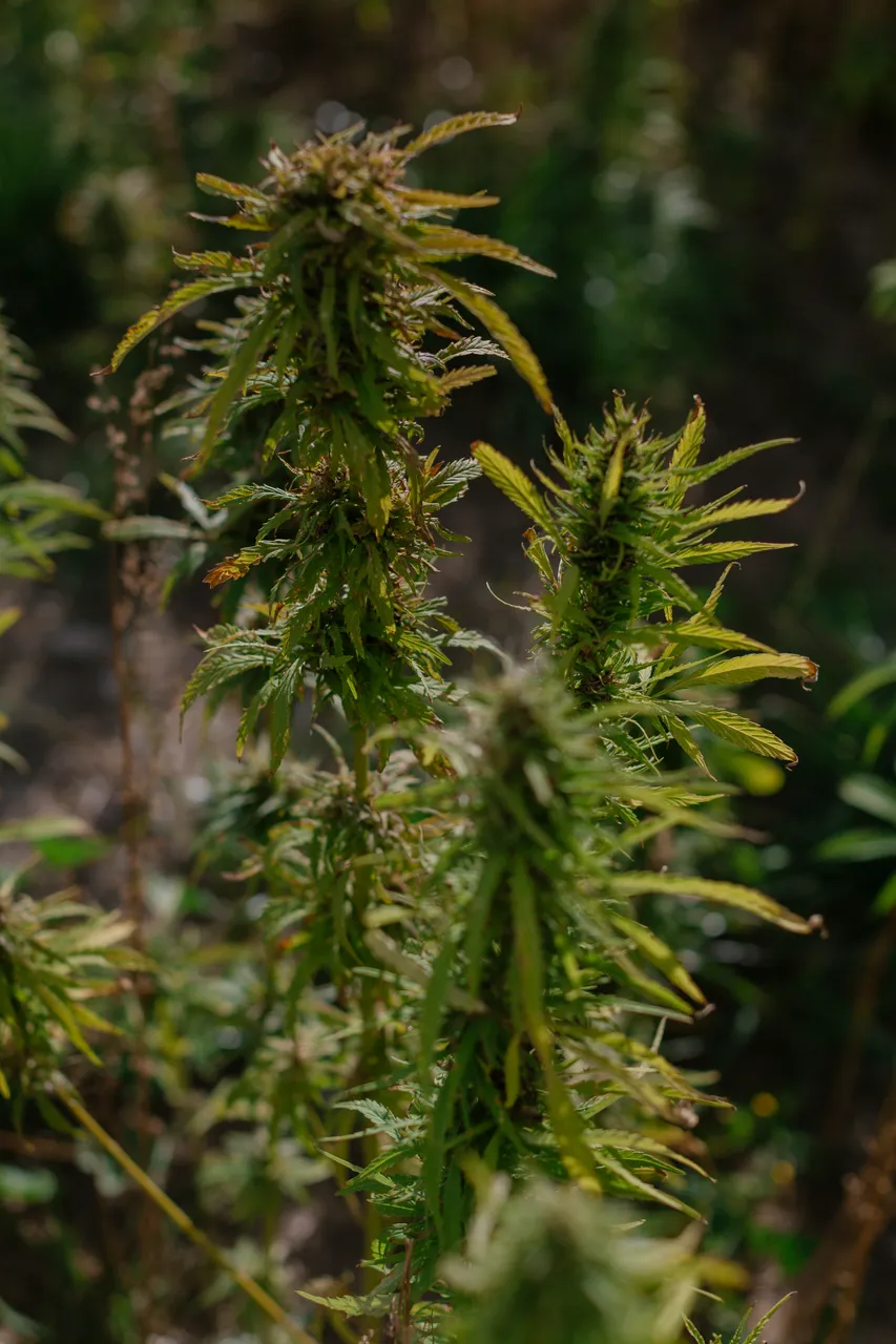 Hemp Field