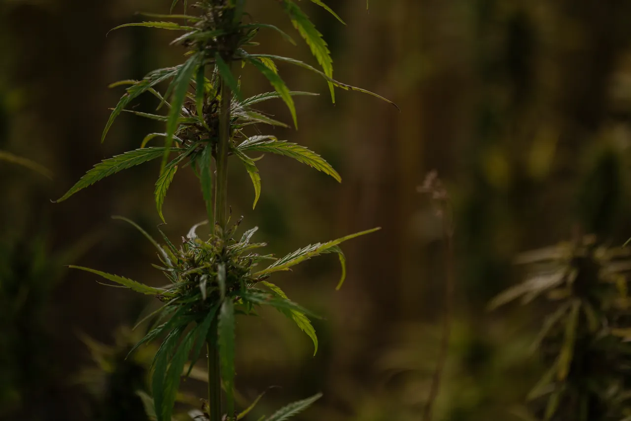Hemp Field