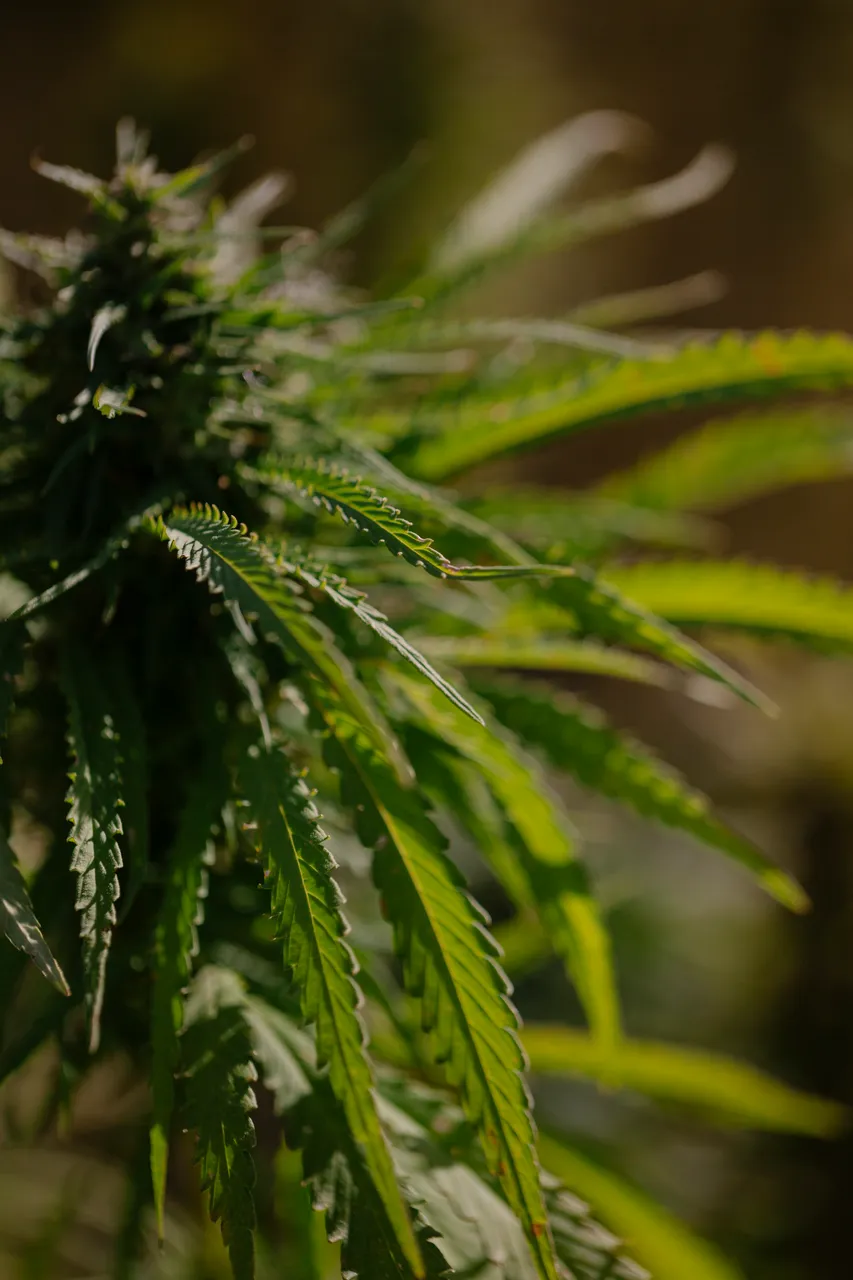 Hemp Field