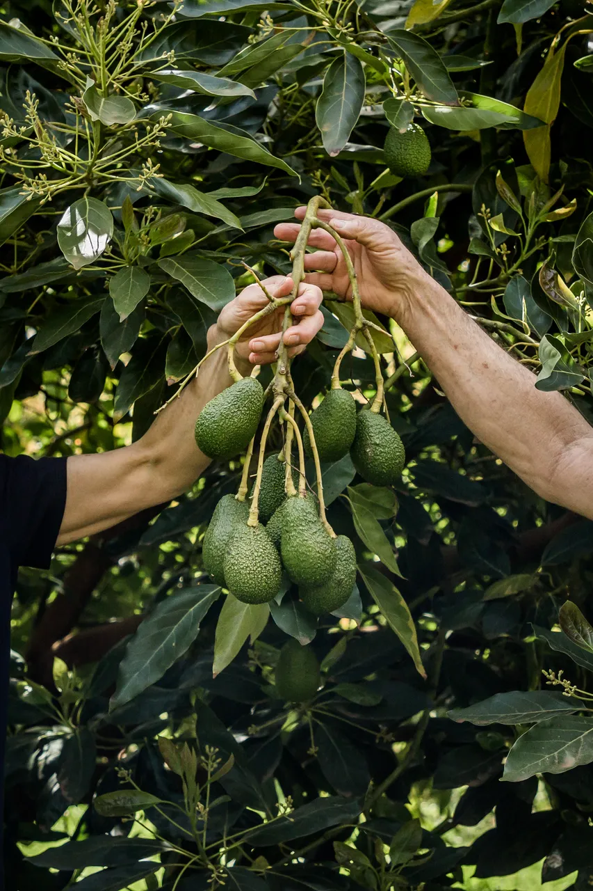 Avoland Avocados