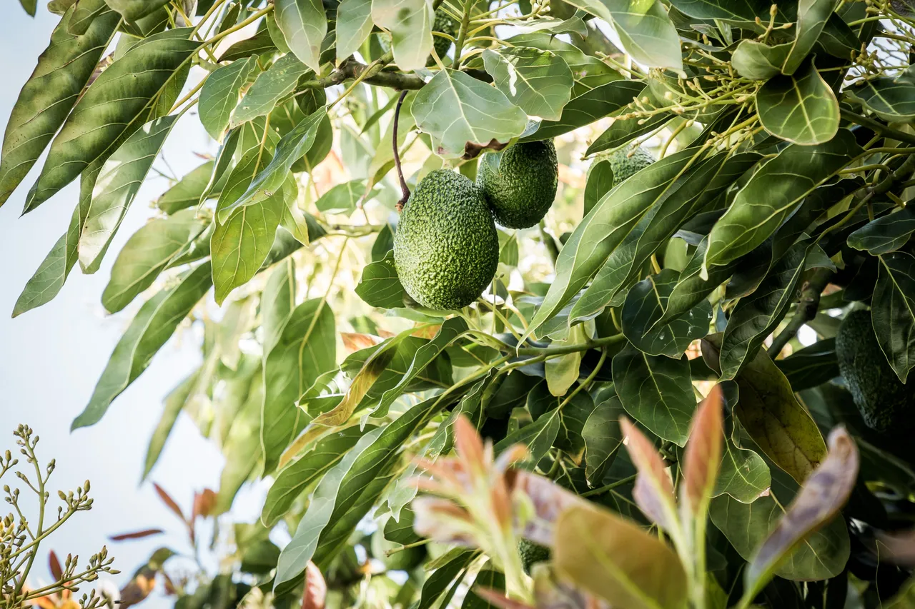 Avoland Avocados