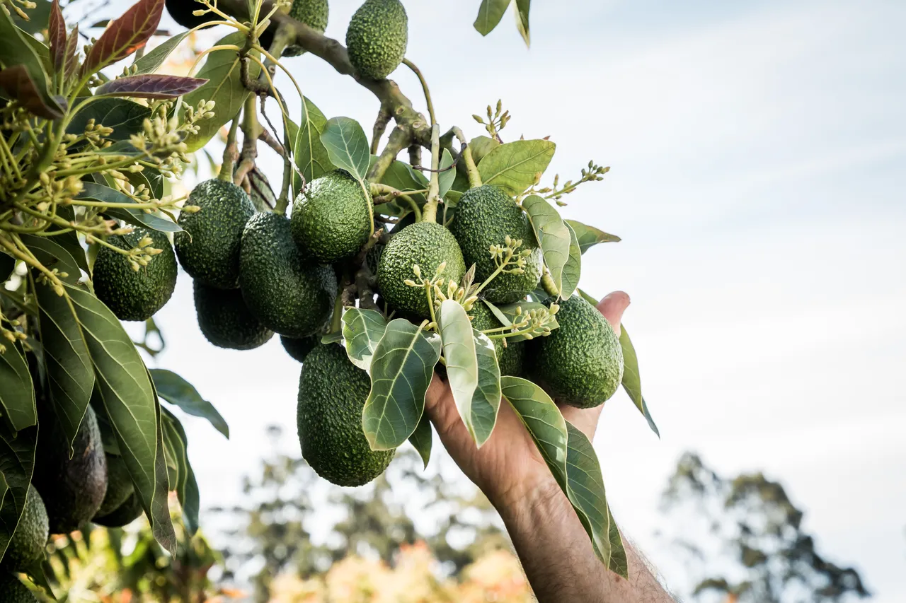 Avoland Avocados