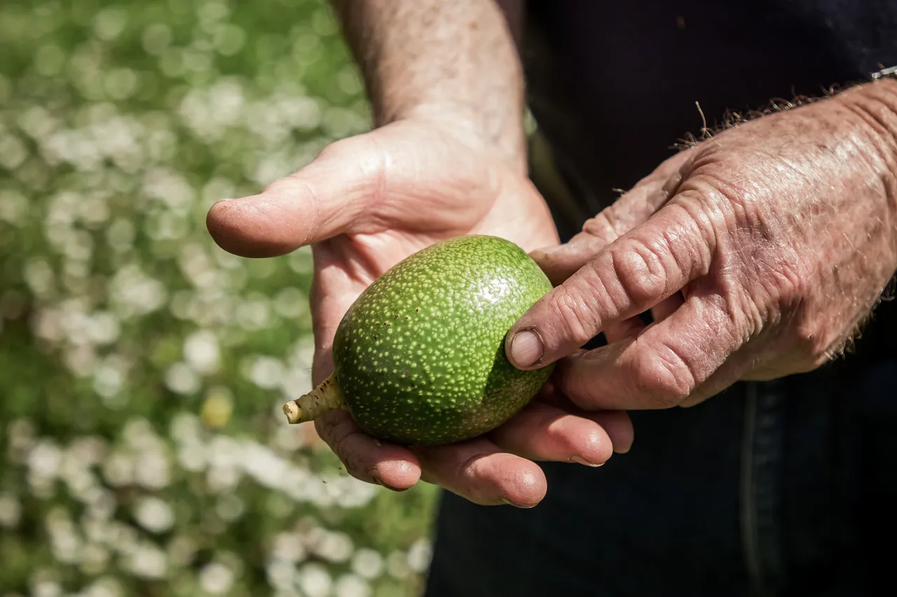 Avoland Avocados
