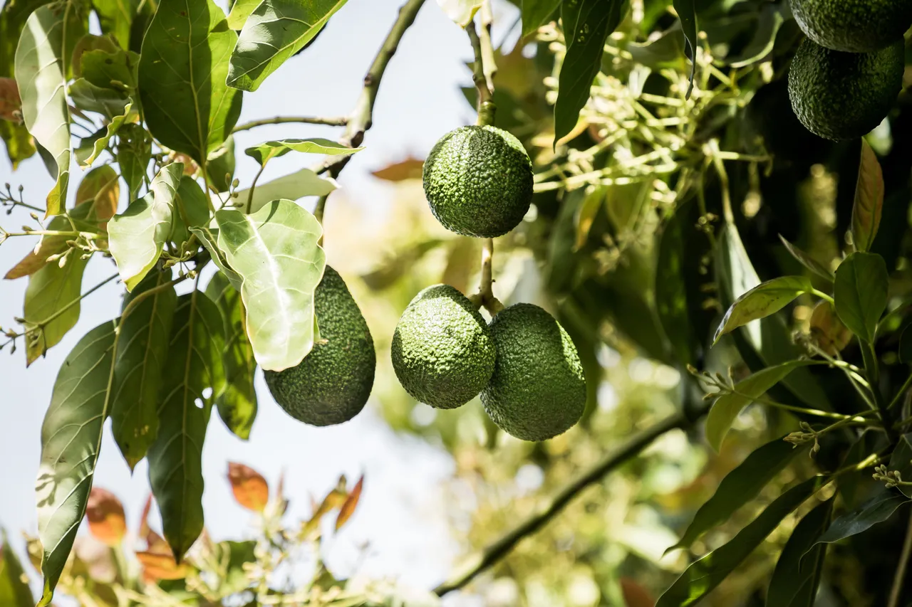 Avoland Avocados