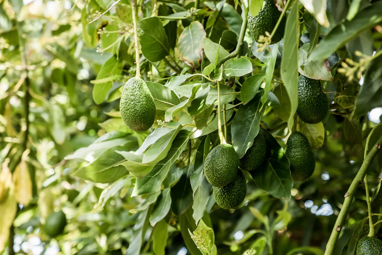 Avoland Avocados