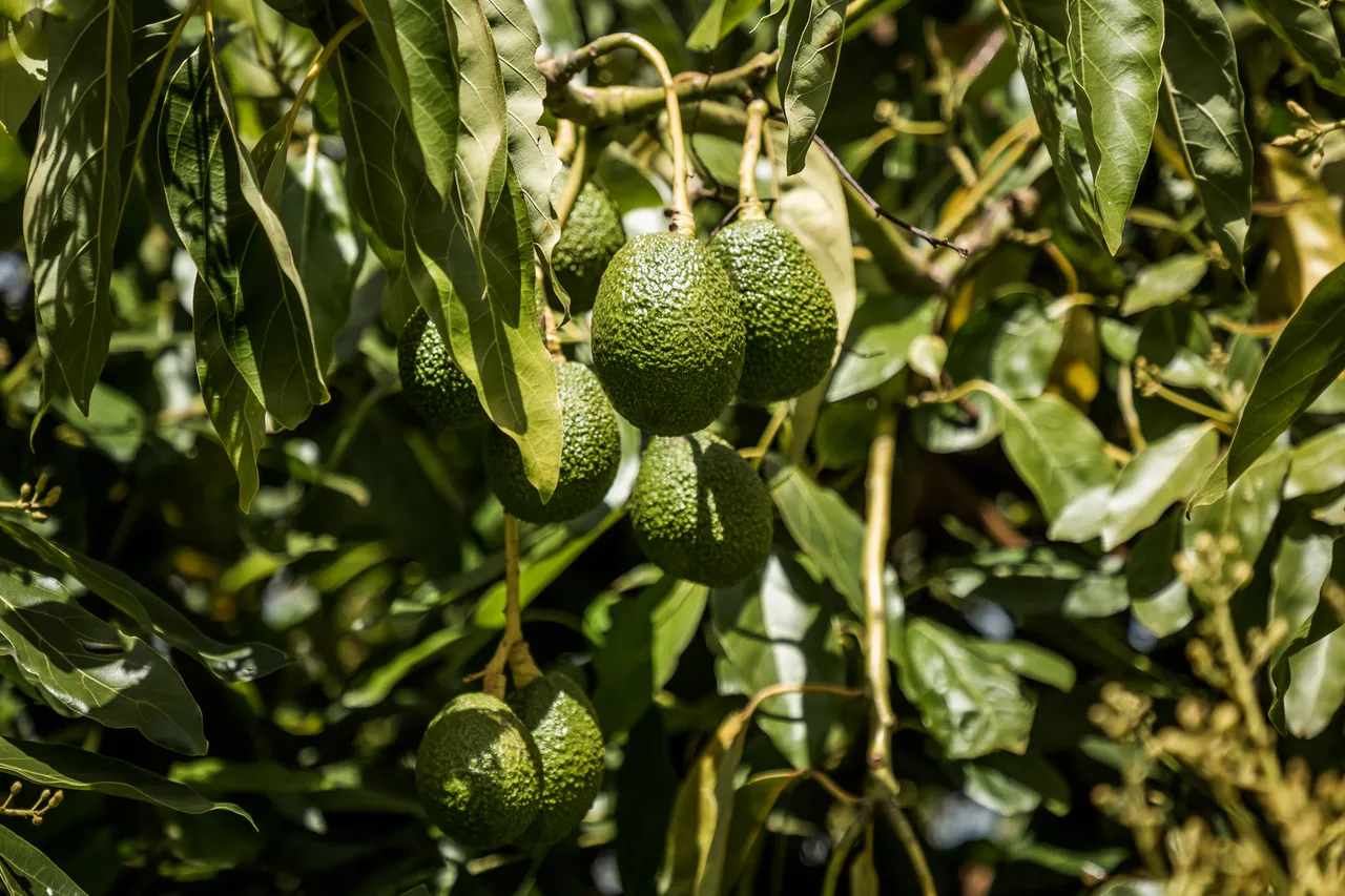 Avoland Avocados