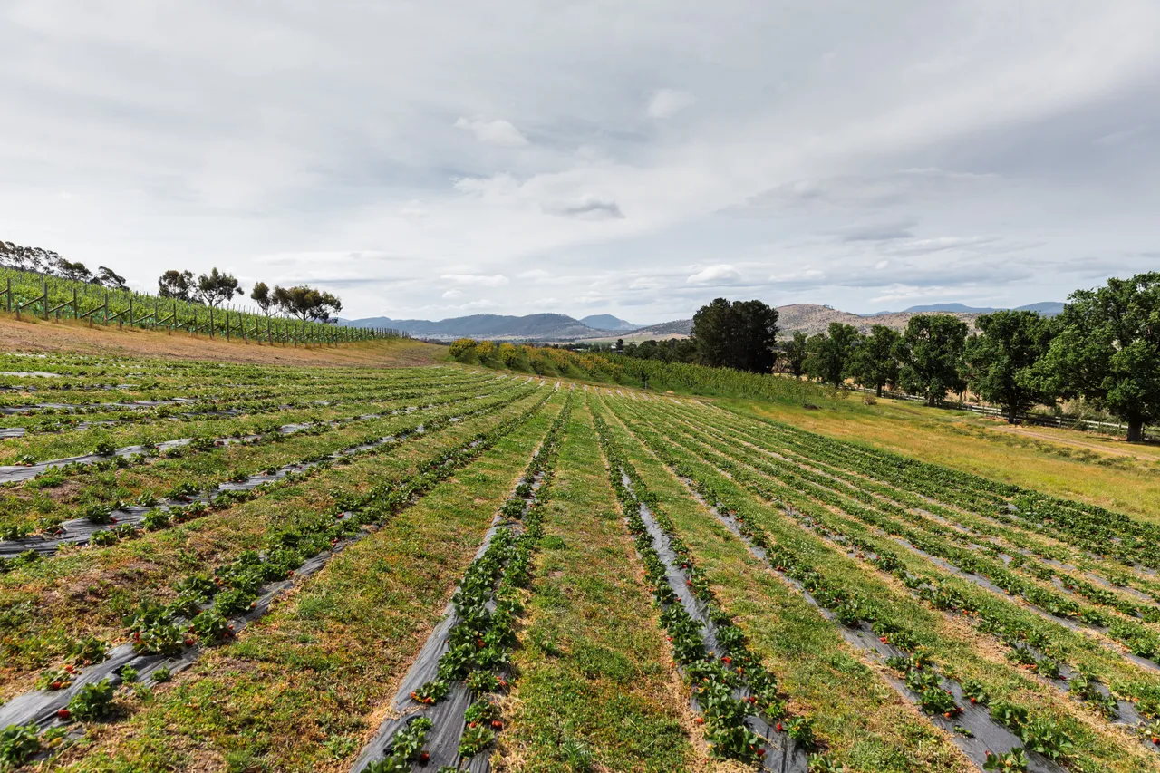 Coal River Strawberries