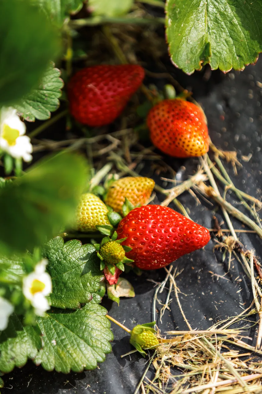 Coal River Strawberries