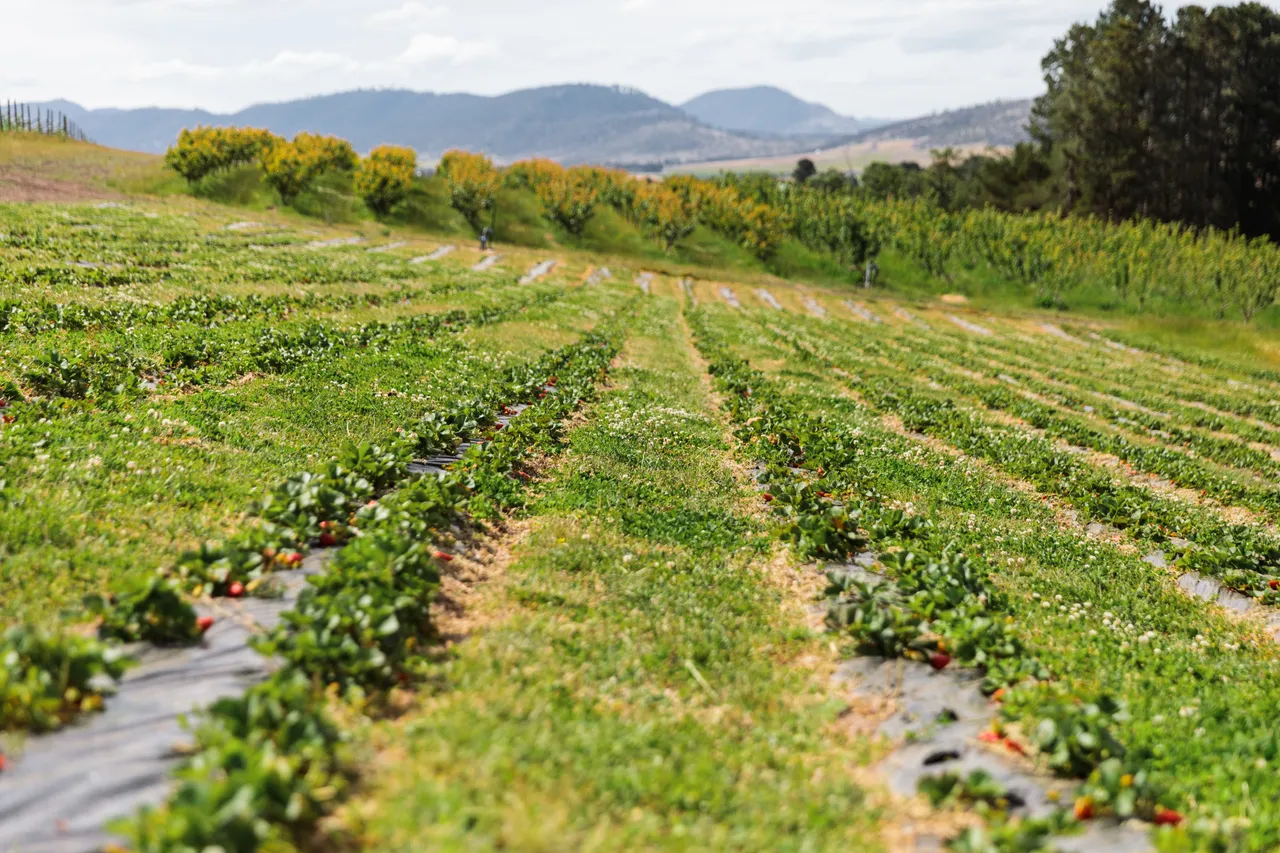 Coal River Strawberries