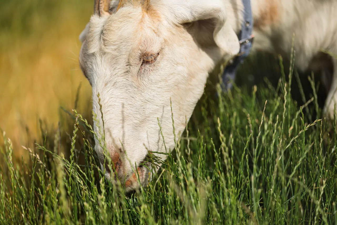 Coal River Goat