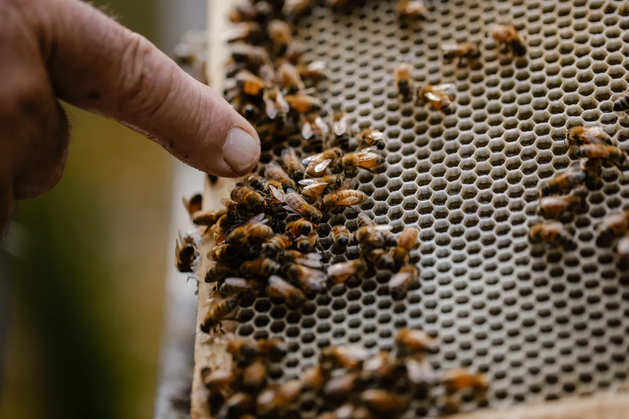 Beekeeping
