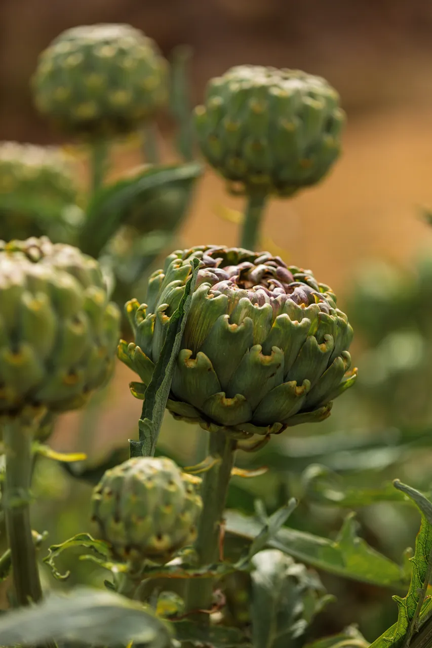 Coal River Farm Artichokes