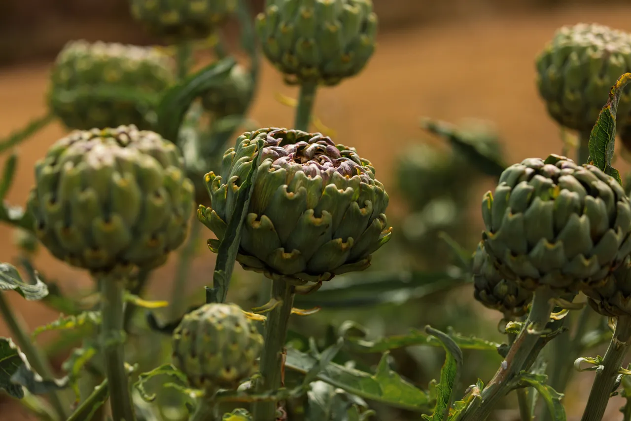 Coal River Farm Artichokes