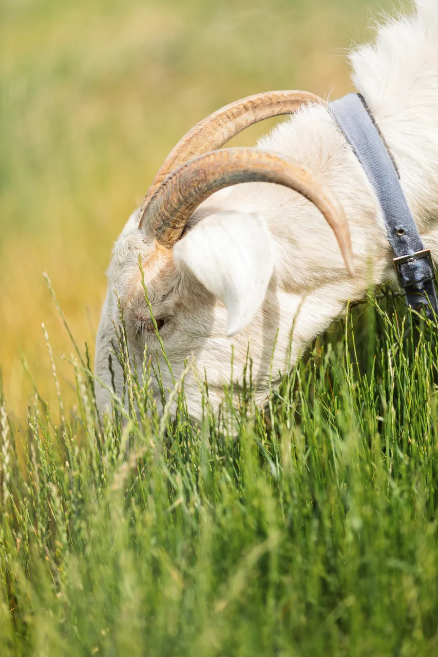 Coal River Goat