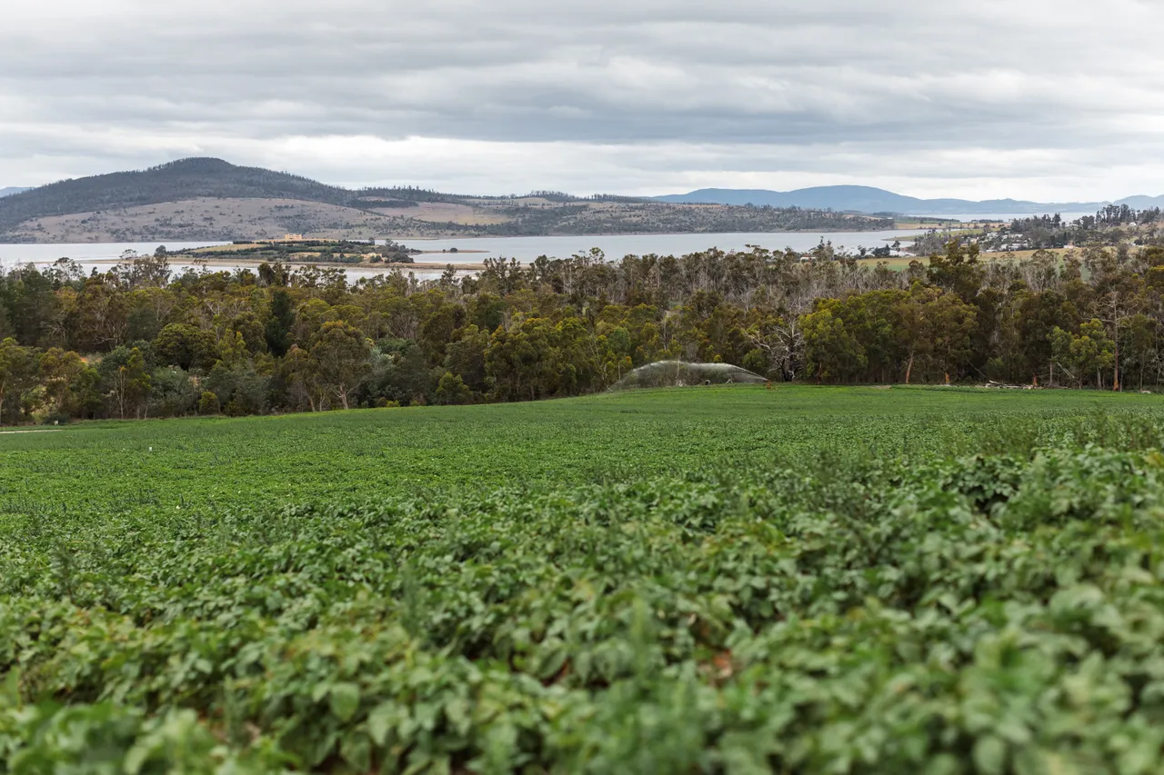 Daly Potato Company