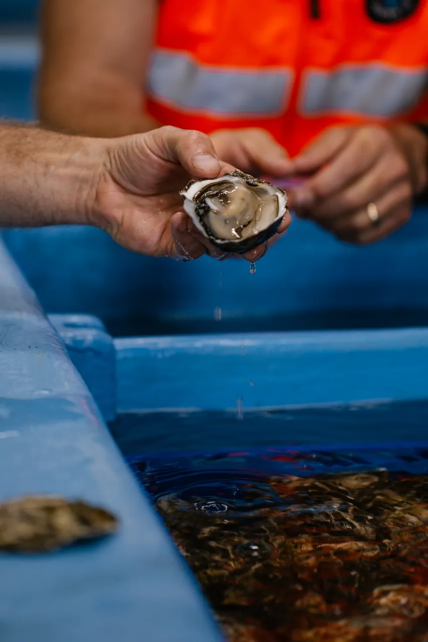 Oysters