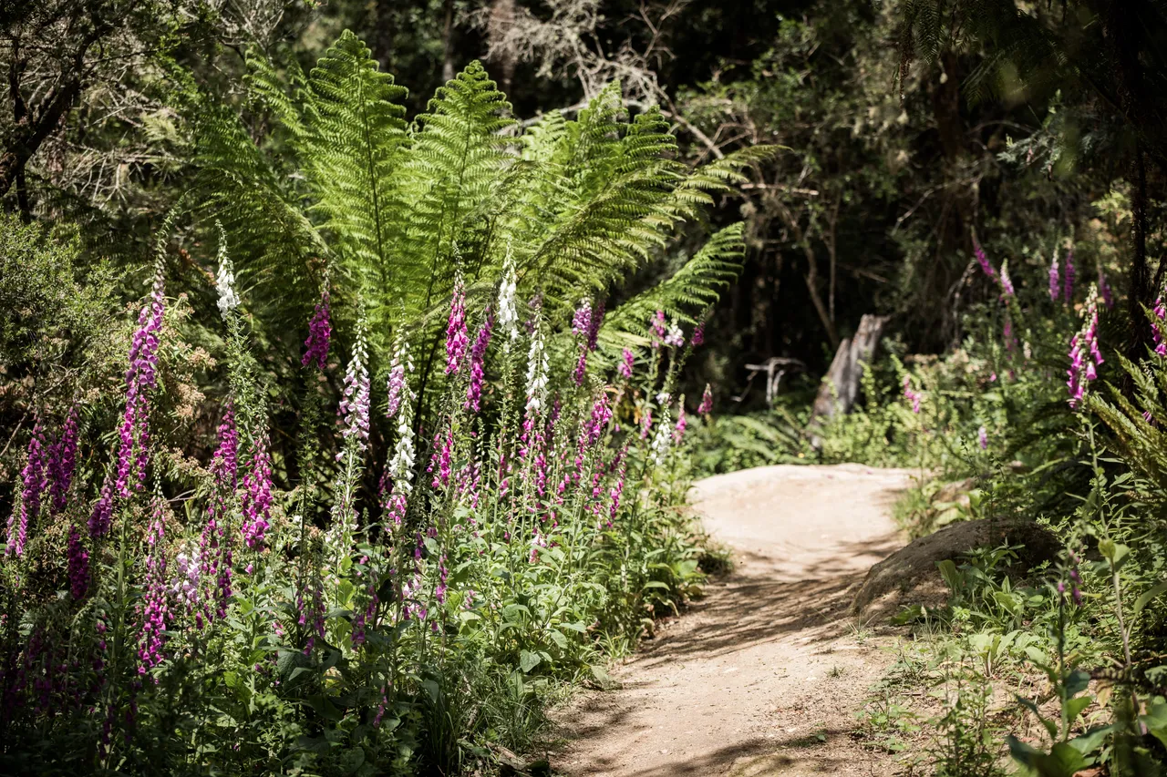 Blue Derby Mountain Bike Trails