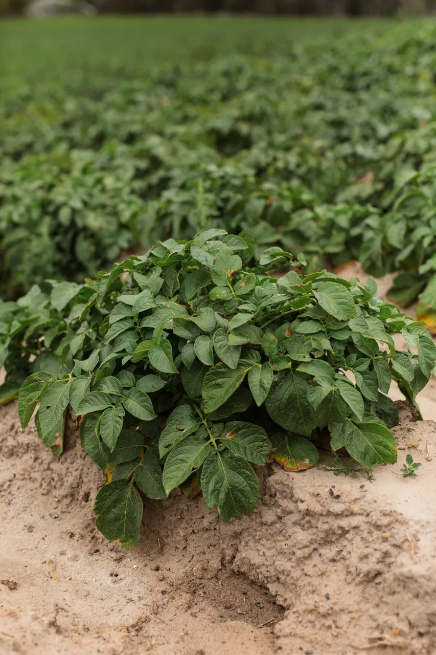 Potato Plant