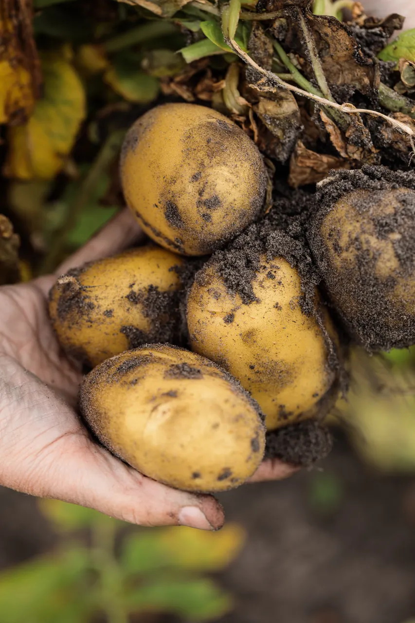 Potatoes