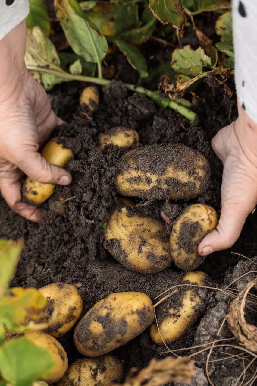 Potatoes