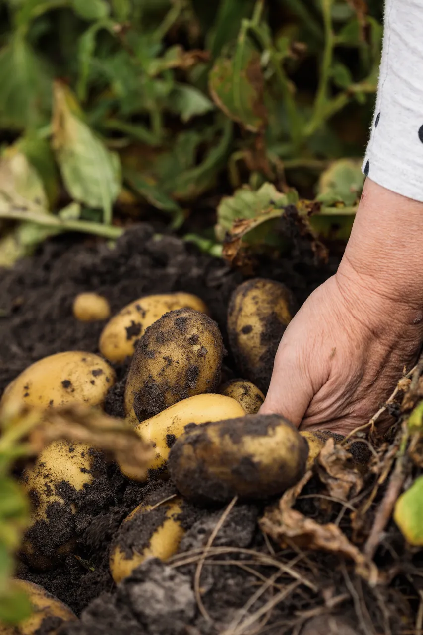 Potatoes