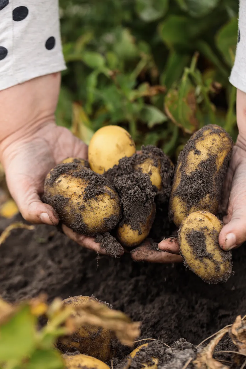 Potatoes