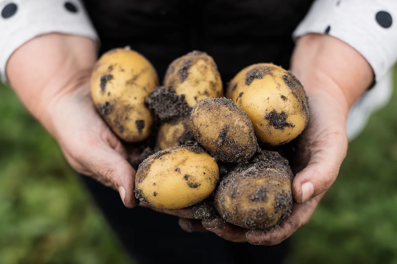 Potatoes