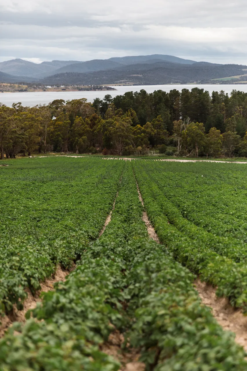 Daly Potato Company