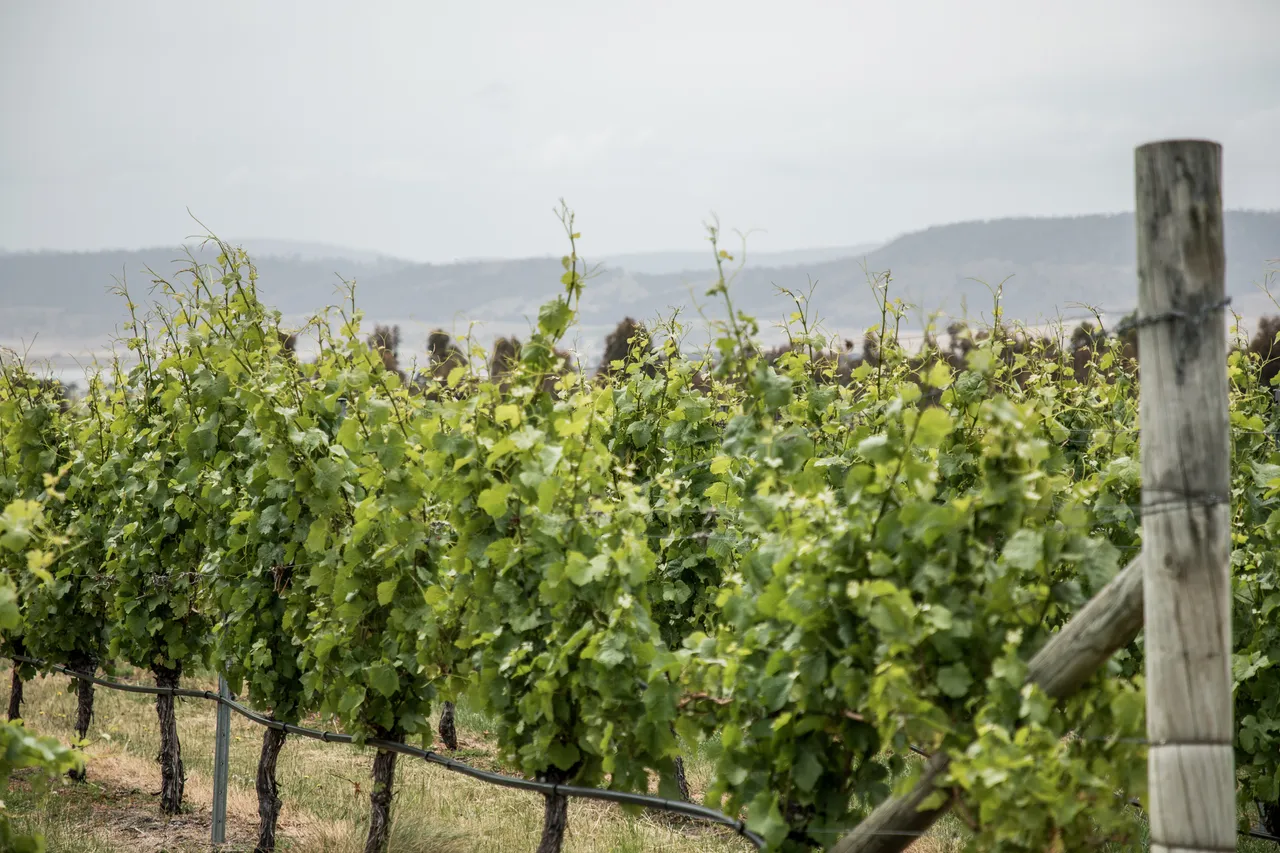 Frogmore Creek Winery