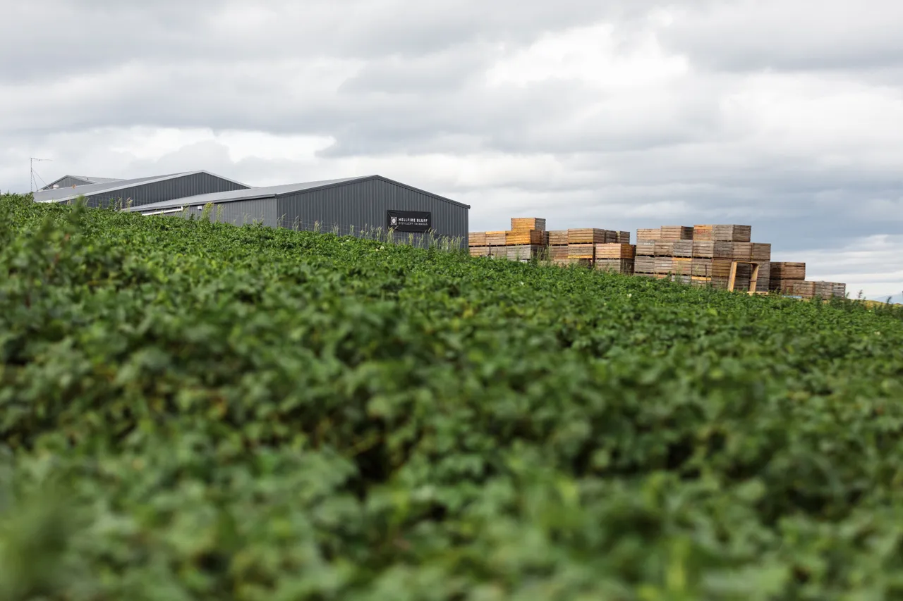 Daly Potato Company
