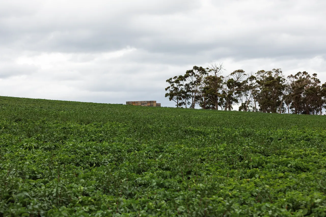 Daly Potato Company